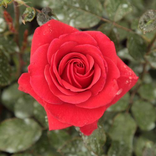Vendita, rose rose ibridi di tea - rosso - Rosa Corrida™ - rosa dal profumo discreto - Bernard Sauvageot - ,-